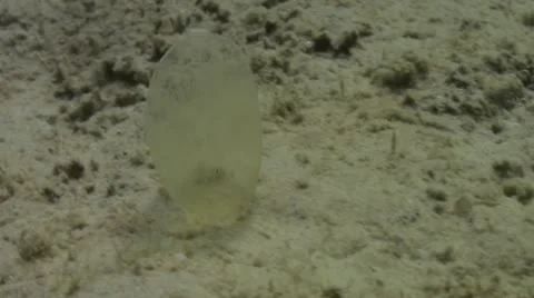 Pond5 163 Stock Footage 10893946