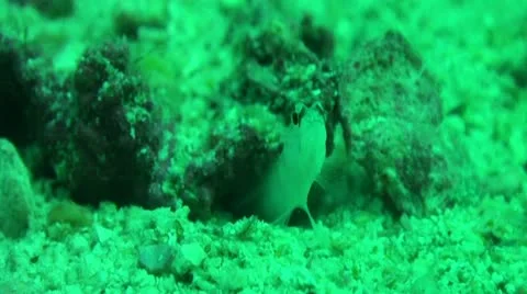 Pond5 165 Stock Footage 10893978