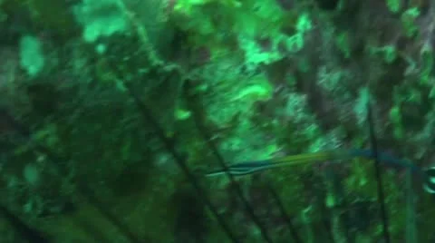 Pond5 166 Stock Footage 10893982