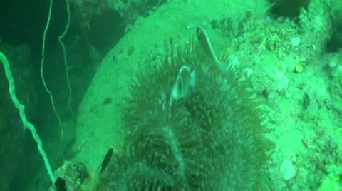 Pond5 168 Stock Footage 10893989