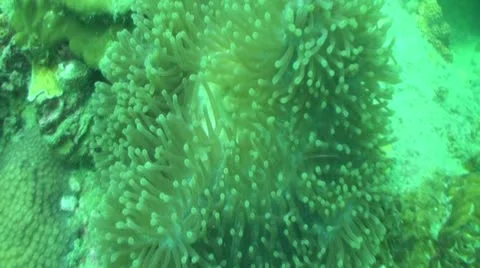 Pond5 171 Stock Footage 10894014