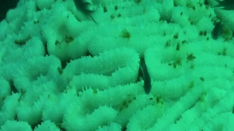 Pond5 174 Stock Footage 10894037