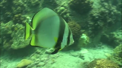 Pond5 18 Stock Footage 10838654