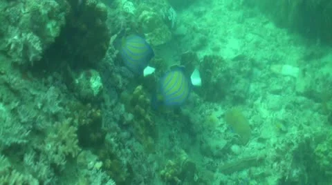 Pond5 181 Stock Footage 10894115