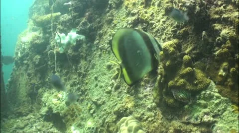 Pond5 19 Stock Footage 10838291