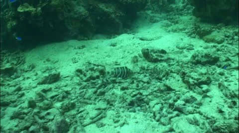 Pond5 2 Stock Footage 10837548