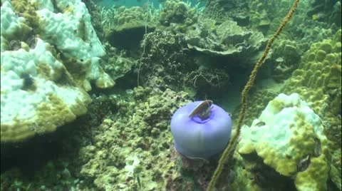 Pond5 22 Stock Footage 10838700