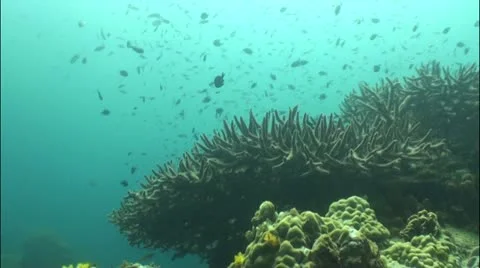 Pond5 23 Stock Footage 10838141