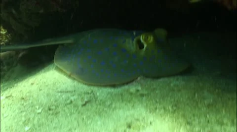 Pond5 26 Stock Footage 10838614