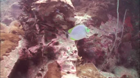 Pond5 28 Stock Footage 10856182