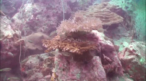 Pond5 29 Stock Footage 10856404