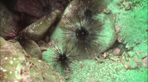 Pond5 30 Stock Footage 10856242