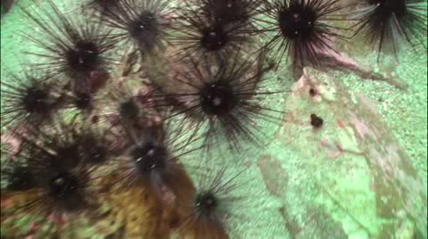 Pond5 31 Stock Footage 10856288