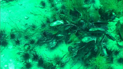 Pond5 32 Stock Footage 10856212