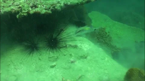 Pond5 37 Stock Footage 10858354