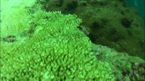 Pond5 38 Stock Footage 10856599