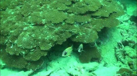 Pond5 40 Stock Footage 10856748