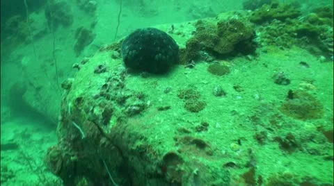 Pond5 44 Stock Footage 10856870