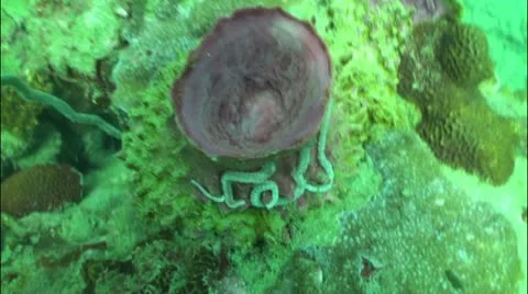 Pond5 52 Stock Footage 10857006