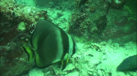 Pond5 60 Stock Footage 10857707