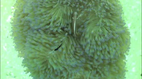 Pond5 62 Stock Footage 10857615