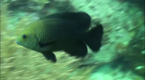 Pond5 65 Stock Footage 10858157