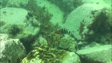 Pond5 67 Stock Footage 10857727