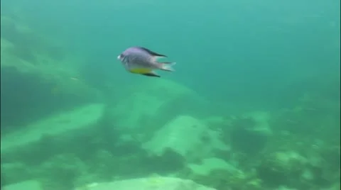 Pond5 68 Stock Footage 10857248