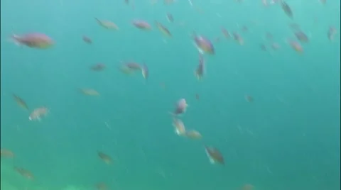 Pond5 69 Stock Footage 10858397