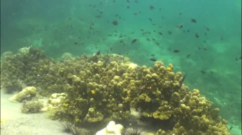 Pond5 71 Stock Footage 10857887