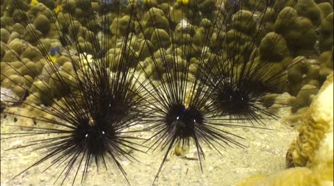 Pond5 72 Stock Footage 10857252