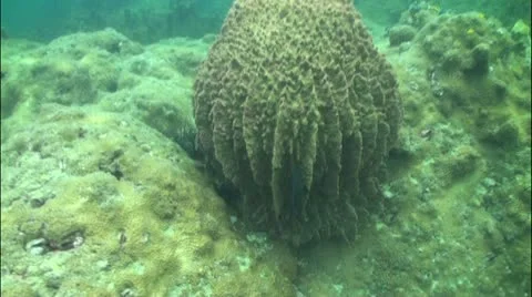 Pond5 76 Stock Footage 10857342