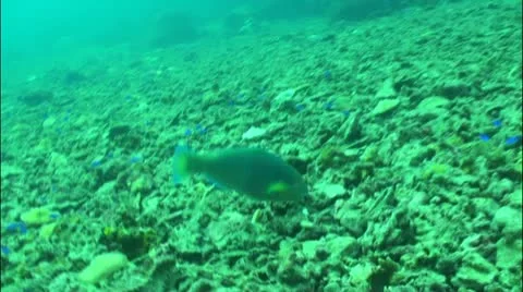 Pond5 8 Stock Footage 10838352