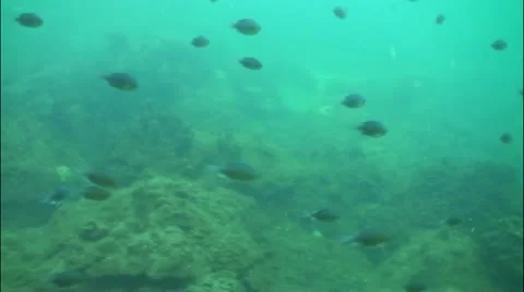 Pond5 80 Stock Footage 10857321