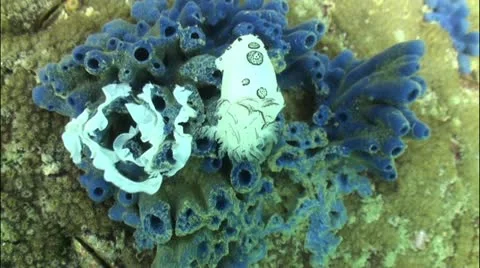 Pond5 84 Stock Footage 10857378