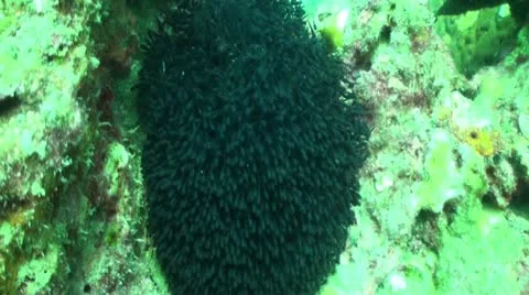 Pond5 91 Stock Footage 10883672