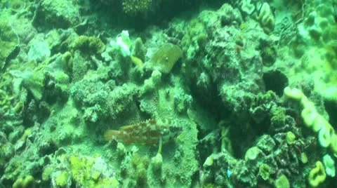 Pond5 92 Stock Footage 10883664