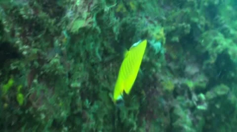 Pond5 95 Stock Footage 10885803