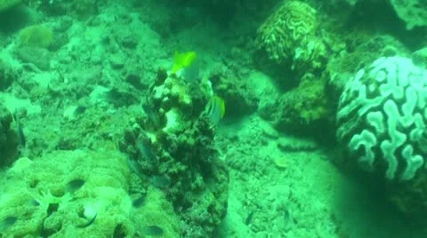 Pond5 98 Stock Footage 10885974