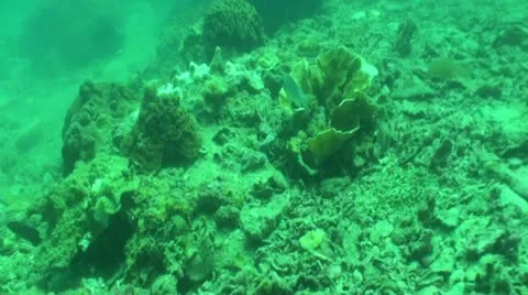 Pond5 99 Stock Footage 10883733