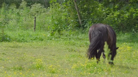 Pond5 Shetland Poneys Grassing Stock Footage 200417122