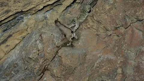 Pond5 Snow Leopard Hunt Attempt 4K Video stock 280492749