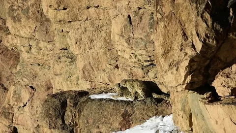 Pond5 Snow Leopard Mating in Spiti 2 Video stock 280168049