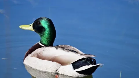 POND5 SUBS00000002 Video stock 317830290