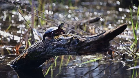 POND5 SUBS00001046 Video stock 317830298