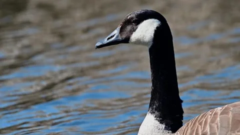 POND5 SUBS00001998 Video stock 317830283