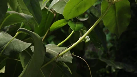 POND7 库存影片 272792612