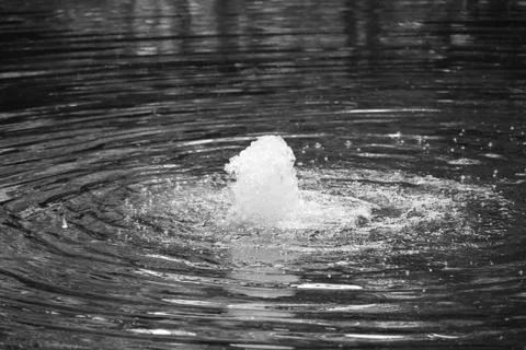 PondBlackWhite Stock Photos