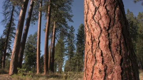 Ponderosa bark Stock Footage