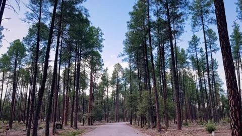 Ponderosa Campground Video stock 317570329